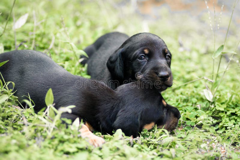 Cute Dachshund puppies lying in the backyard, cuddle and play with newborn siblings, explore, watch and learn the environment