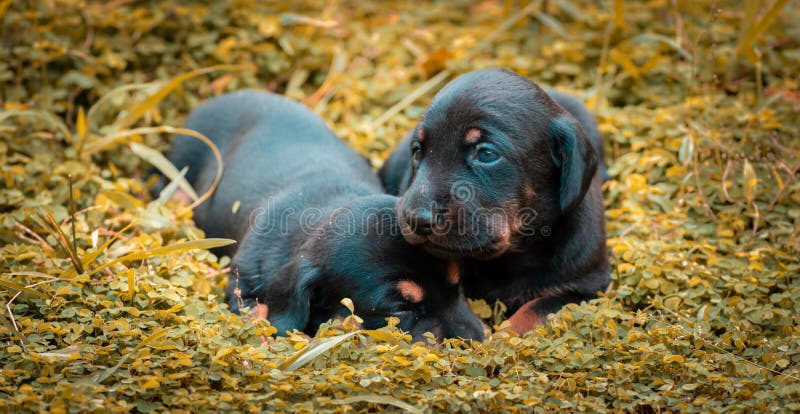 Cute Dachshund puppies lying in the backyard, cuddle and play with newborn siblings, explore, watch and learn the environment
