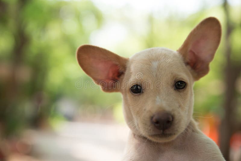 Dog licking a cute baby stock photo. Image of affection 26525396
