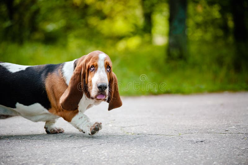 Cute Dog Basset Hound Walking On The Road Stock Photo Image of energy, action 26795814