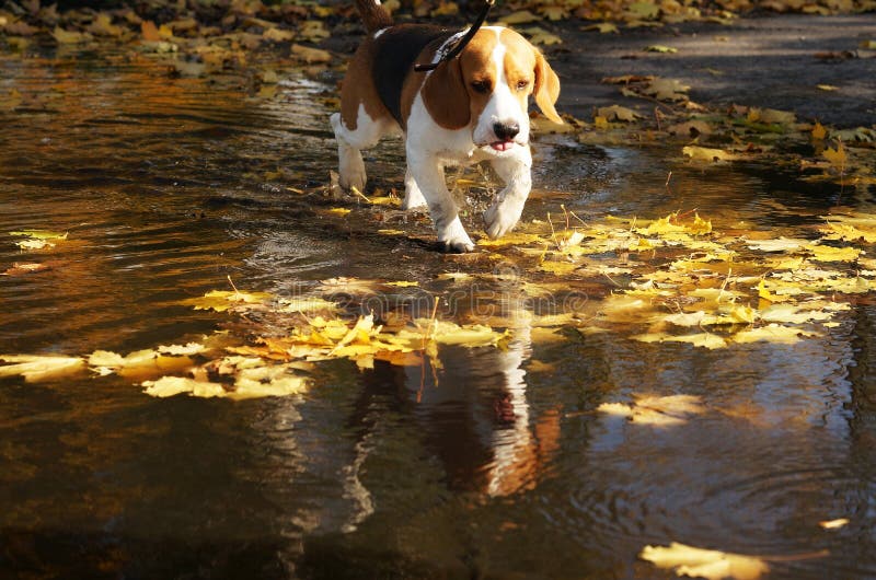 Cute dog beagle in a puddle with autumn leaves stock images Cute dog beagle in a puddle with autumn leaves stock images