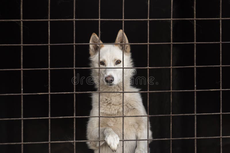 Puppy locked in the cage stock image. Image of adorable 21446555