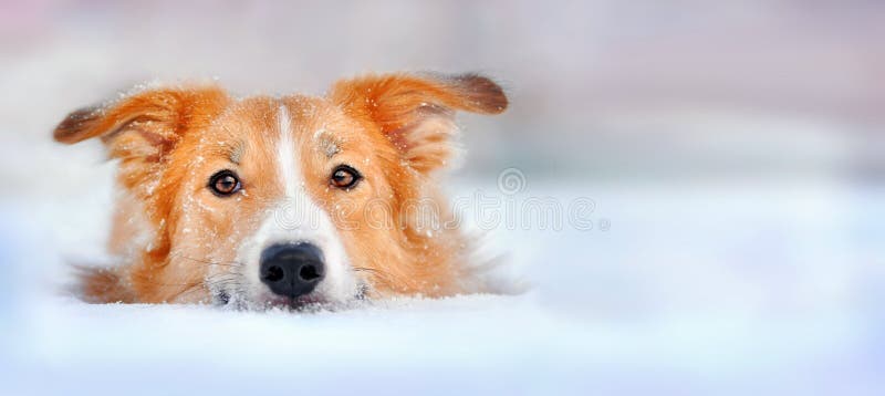 Cute dog border collie lying in the snow stock image Cute dog border collie lying in the snow stock image