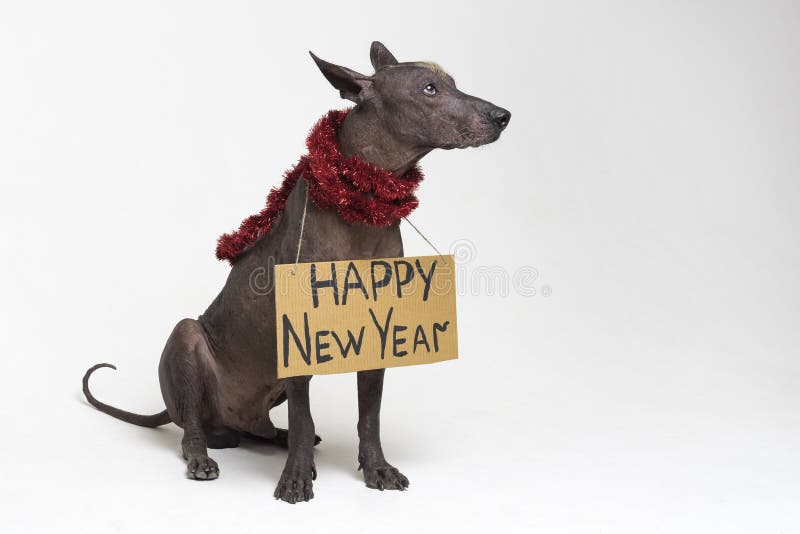 Cute dog breed, Mexican Hairless dog with Iroquois, in red Christmas tinsel garland with a cardboard sign of a `Happy New Year ` royalty free stock photography Cute dog breed, Mexican Hairless dog with Iroquois, in red Christmas tinsel garland with a cardboard sign of a `Happy New Year ` royalty free stock photography