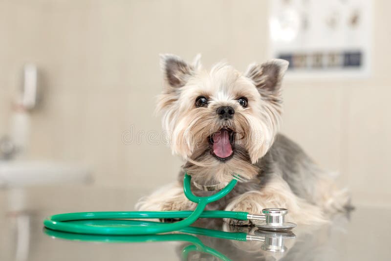 A cute dog breed Yorkshire Terrier is lying on the table with a stethoscope in a veterinary clinic..Inspection in a veterinary stock photography A cute dog breed Yorkshire Terrier is lying on the table with a stethoscope in a veterinary clinic..Inspection in a veterinary stock photography