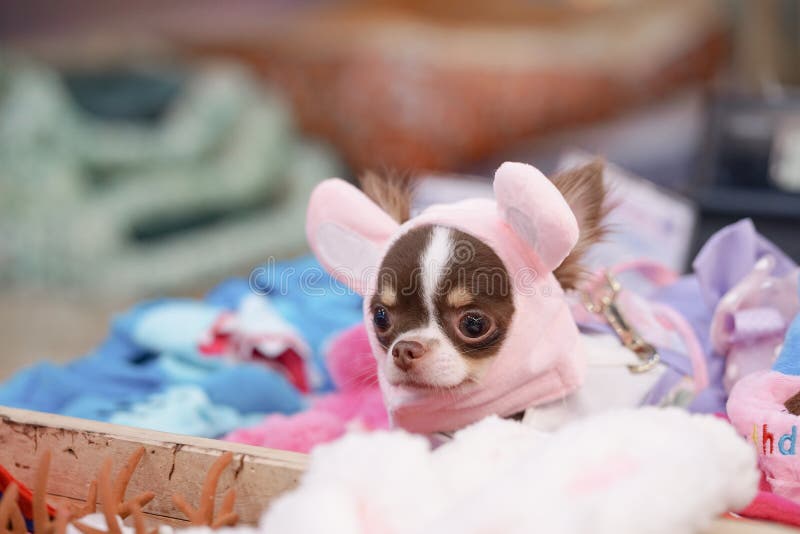 chihuahua accessories