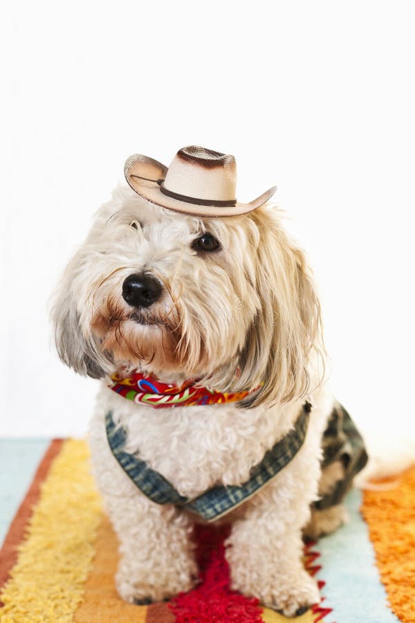 Femme Cowboy Maltese Western Rodeo Cowboy Hat and Bandana Dog T-Shirt avec Col en V 
