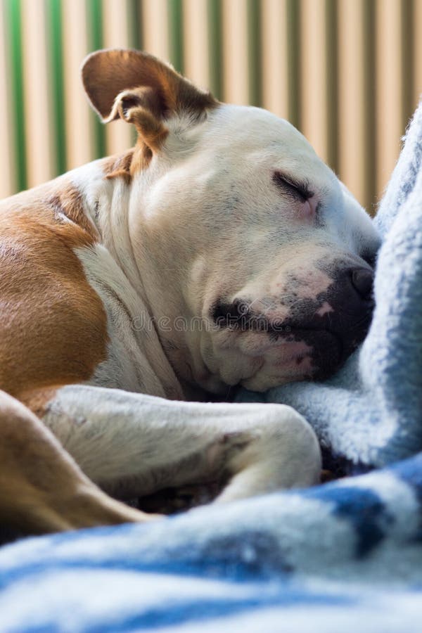 Cute dog dreaming sweetly stock photo