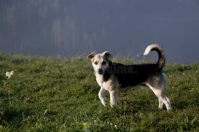 cute dog in foggy summer landscape in the mountains stock photography cute dog in foggy summer landscape in the mountains stock photography