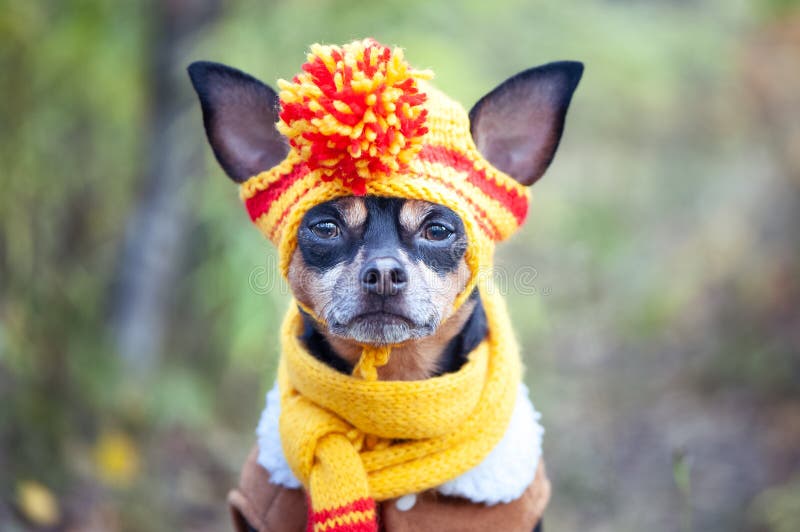 dog in funny hat on the background of the autumn forest. Concept clothes for animals, fashion for dogs