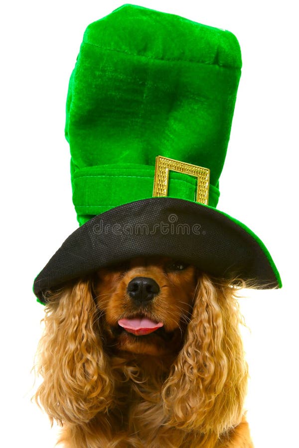 Cute dog in green hat stock photo. Image of green, holiday 13308844