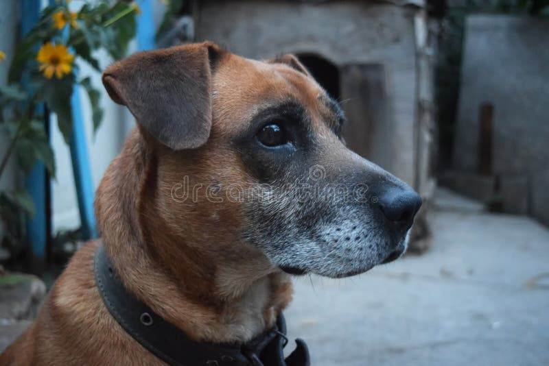 Cute Dog Guards the Yard at Night Stock Photo Image of beautiful