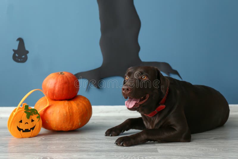 Cute Dog and Halloween Pumpkins Near Decorated Wall Stock Photo - Image ...