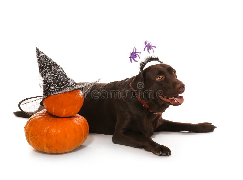 Cute Dog and Halloween Pumpkins on White Background Stock Image - Image ...