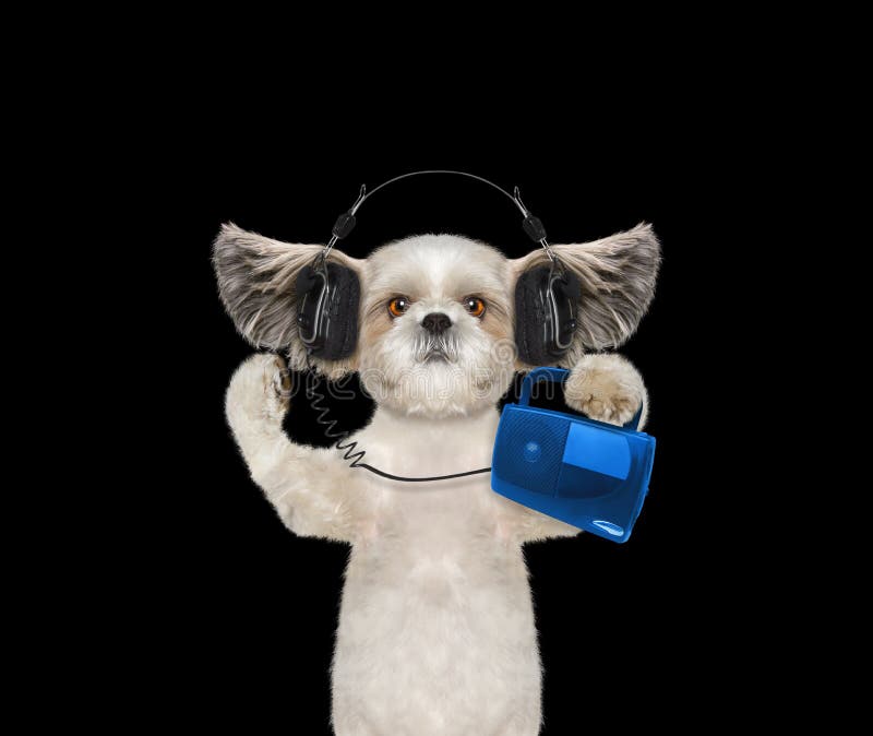 Cute Dog with Headphone Isolated on Black Stock Image Image of