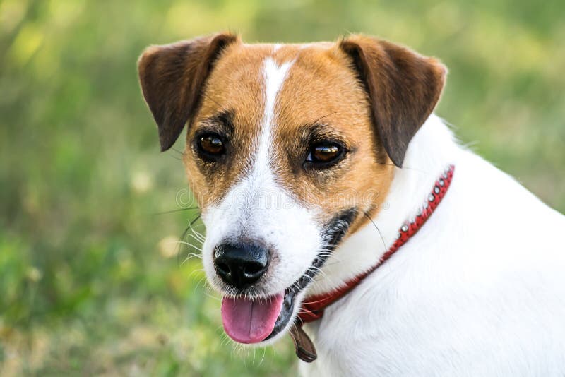 A Cute Dog Jack Russell Terrier Looking To the Camera Stock Image ...