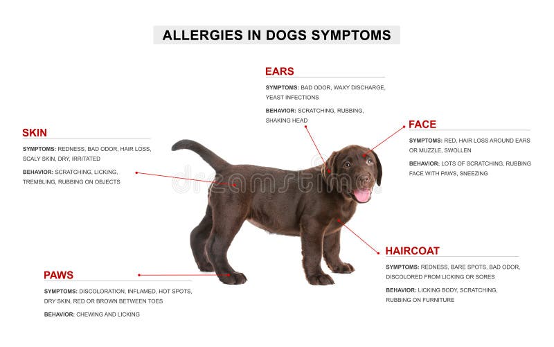 What Are The Symptoms Of A Dog Allergy