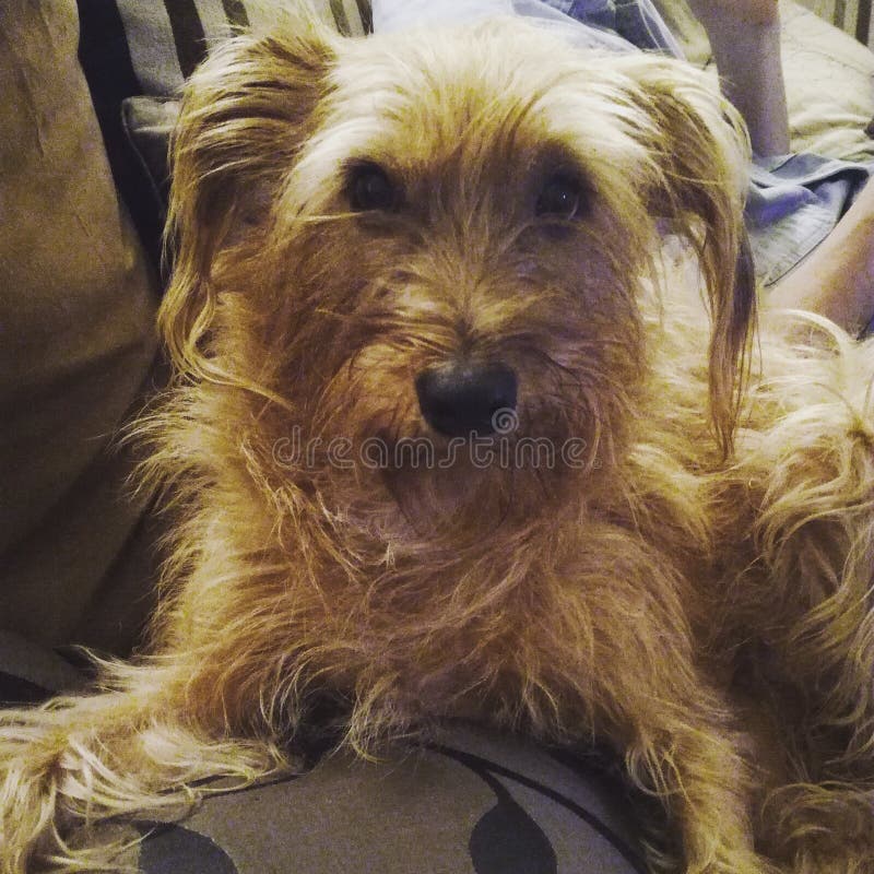 Cute dog look stock image. Image of love, cute, pretty 168608885