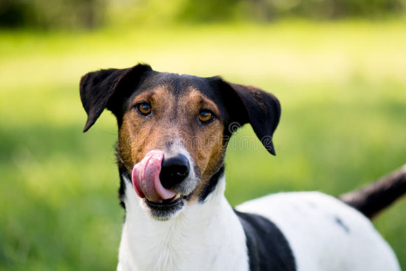 why do dogs lick grass