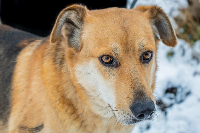 Cute dog in the nursery stock image. Image of cute, happy 134332371