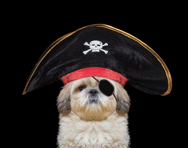Cute dog in a pirate costume royalty free stock images Cute dog in a pirate costume royalty free stock images