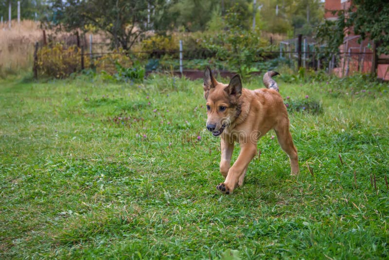 Cute dog playing stock image. Image of panting, nature - 108576479