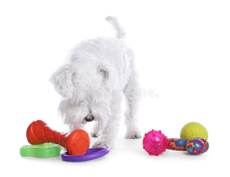 Adorable white dog playing with various bright toys