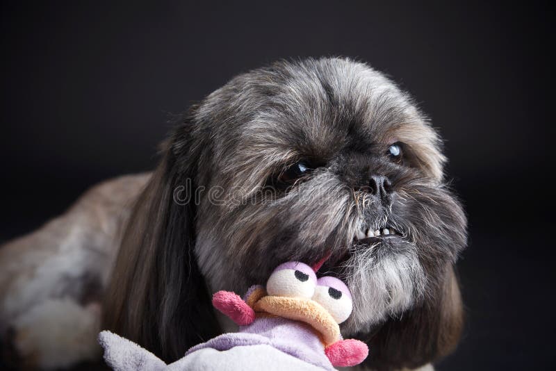 Cute Dog Playing with a Toy Stock Image Image of adorable, indoors
