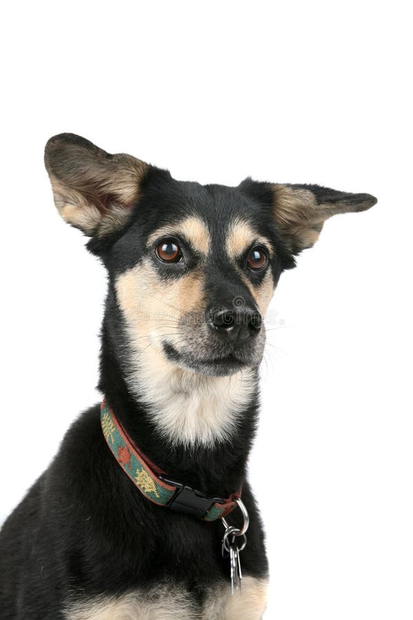 Cute dog with pointed ears and an alert face