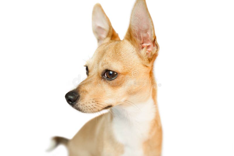 Cute dog with pointy ears stock image. Image of background 61440687