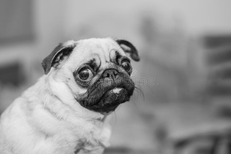 Cute Dog Portrait, Mops Black and White Photo Stock Photo Image of