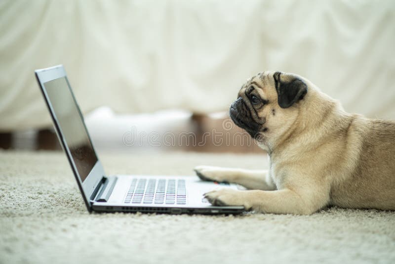 Puppy looking at computer stock photo. Image of canine - 3691818