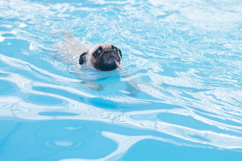 pug float