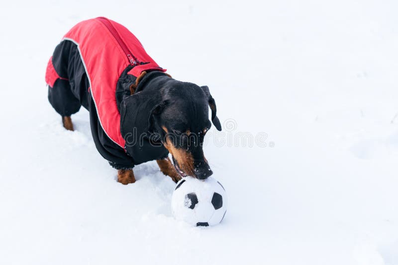 Cute dog puppy, breed dachshund black tan,in clothes playing with a ball on the snow royalty free stock photo Cute dog puppy, breed dachshund black tan,in clothes playing with a ball on the snow royalty free stock photo
