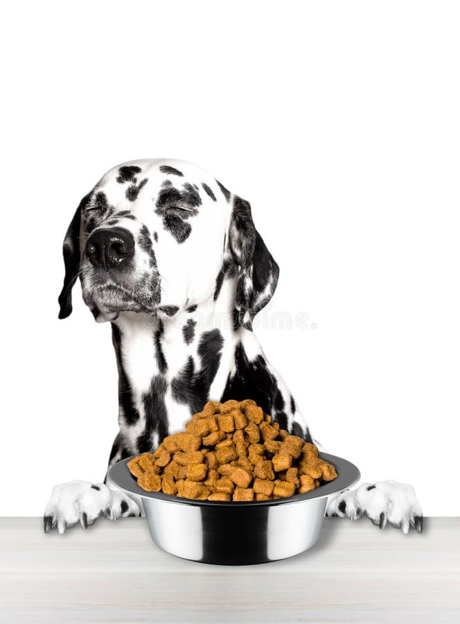 Dalmatian Dog Refuse To Eat Dry Food Stock Image Image of feed, funny