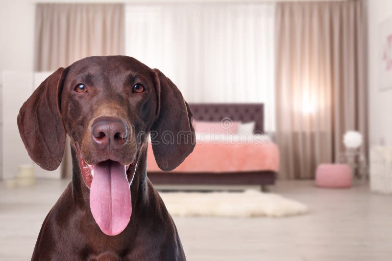 Cute dog in room, space for text. Pet friendly hotel