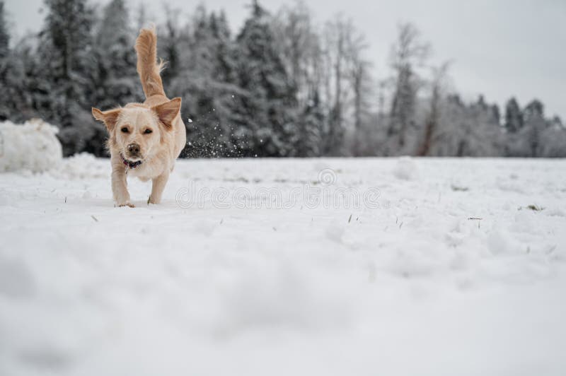 Dog running towards camera in snowed nature stock photo