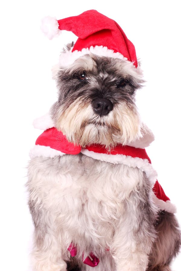 Cute dog in a Santa hat stock image. Image of furry, father 11662225