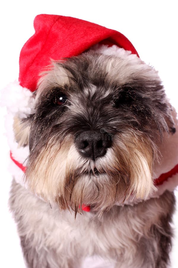 Miniature Schnauzer Wearing Santa Outfit Stock Photos Free & Royalty