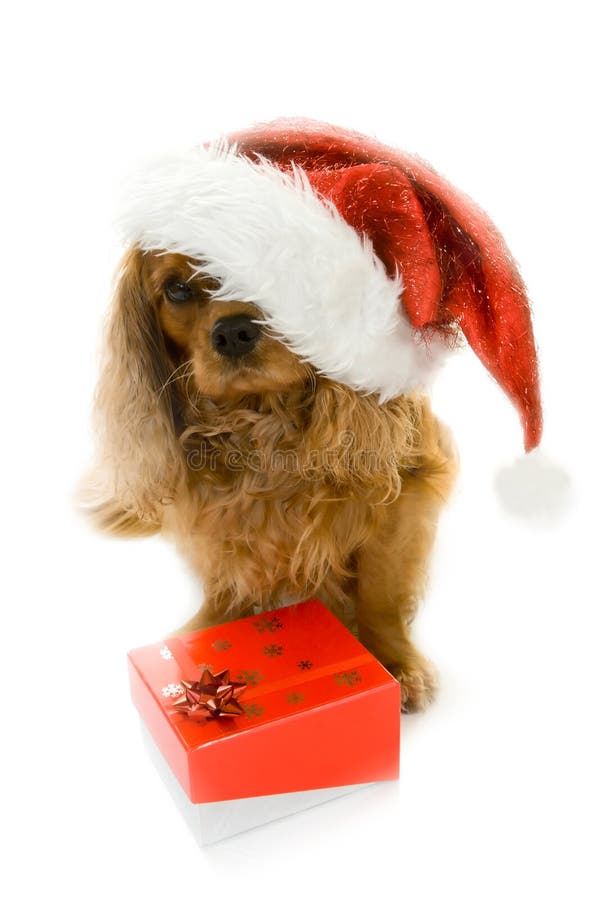 Cute Dog In Santa Hat And Box With Gift Stock Image Image of holiday