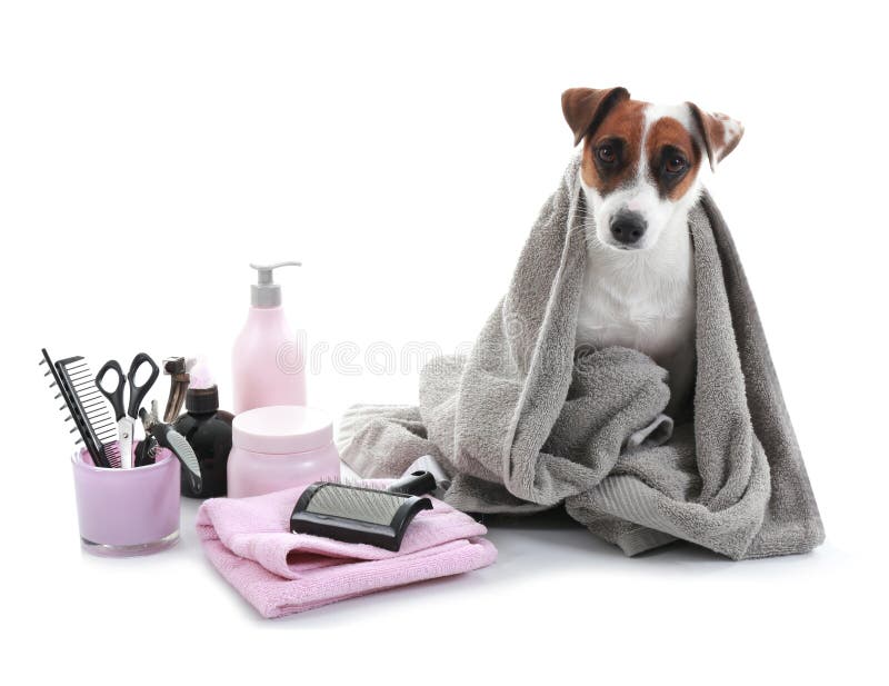 Dog Bath Grooming Stock Photos Download 2,523 Royalty Free Photos