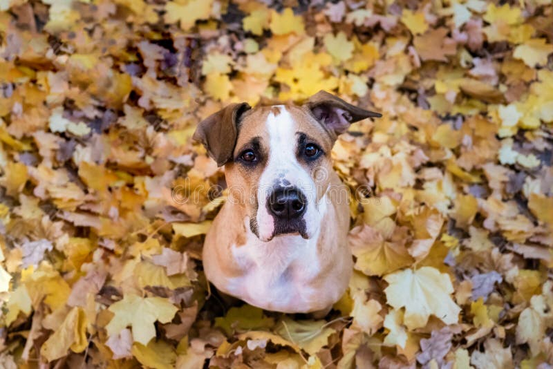 Cute dog sits in a heap of yellow maple leaves. Young staffordshire terrier in beautiful autumn leaves in a park looking up royalty free stock photography Cute dog sits in a heap of yellow maple leaves. Young staffordshire terrier in beautiful autumn leaves in a park looking up royalty free stock photography