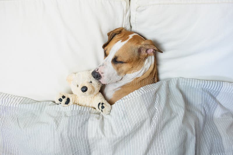 Cute dog sleeping in bed with a fluffy toy bear, top view. Staffordshire terrier puppy resting in clean white bedroom at home