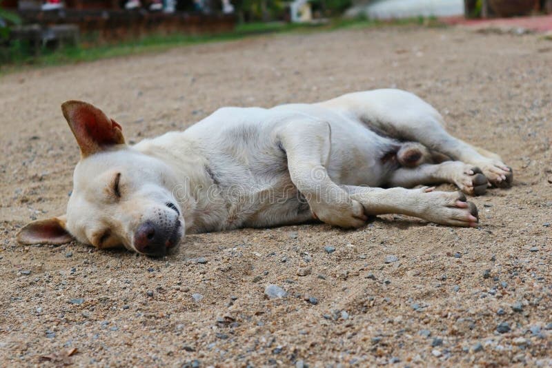 A Dog Sleeping on the Ground Stock Image Image of indoor, breed