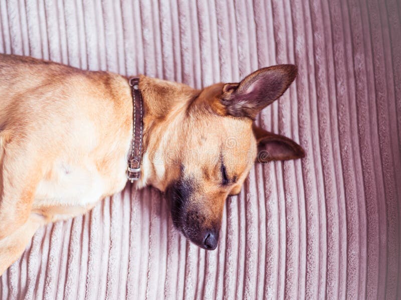 Cute Dog Sleeping on a Sofa Stock Image Image of blanket, couch