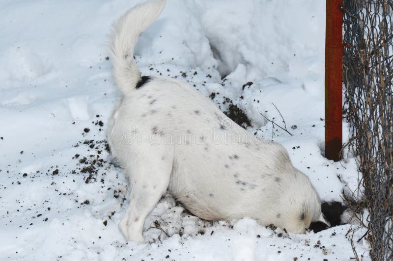 Dog digging a hole in snow
