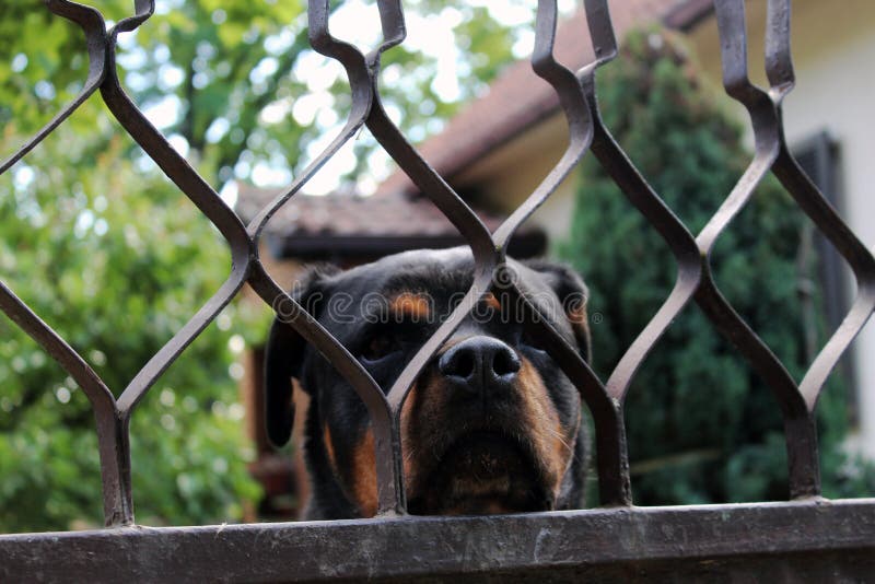A cute dog staring through the lattice fence. Close up photo of a dog staring through the lattice fence stock image