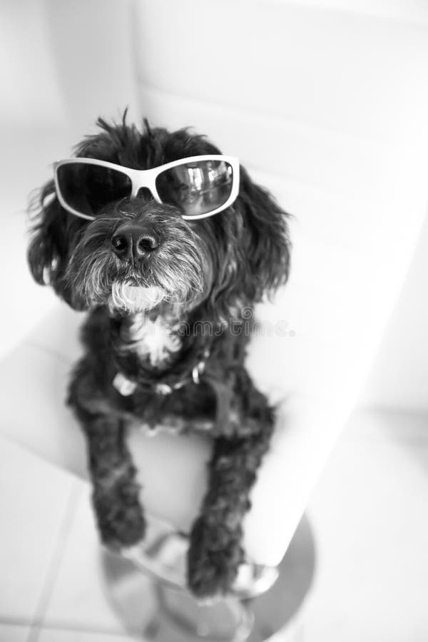 Cute dog in sunglasses stock image. Image of wearing - 27004627