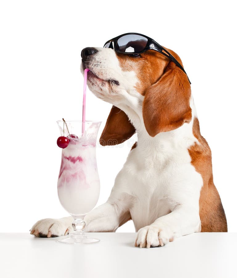 Cute dog in sunglasses drink cocktail