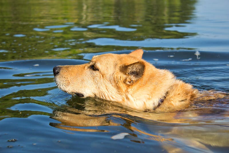 2,897 Dog Swimming Ocean Stock Photos Free & RoyaltyFree Stock